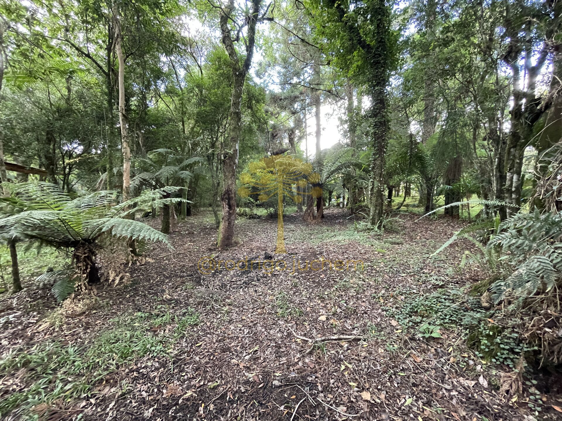 Terreno no bairro São Bernardo, São Francisco de Paula/RS — foto 3