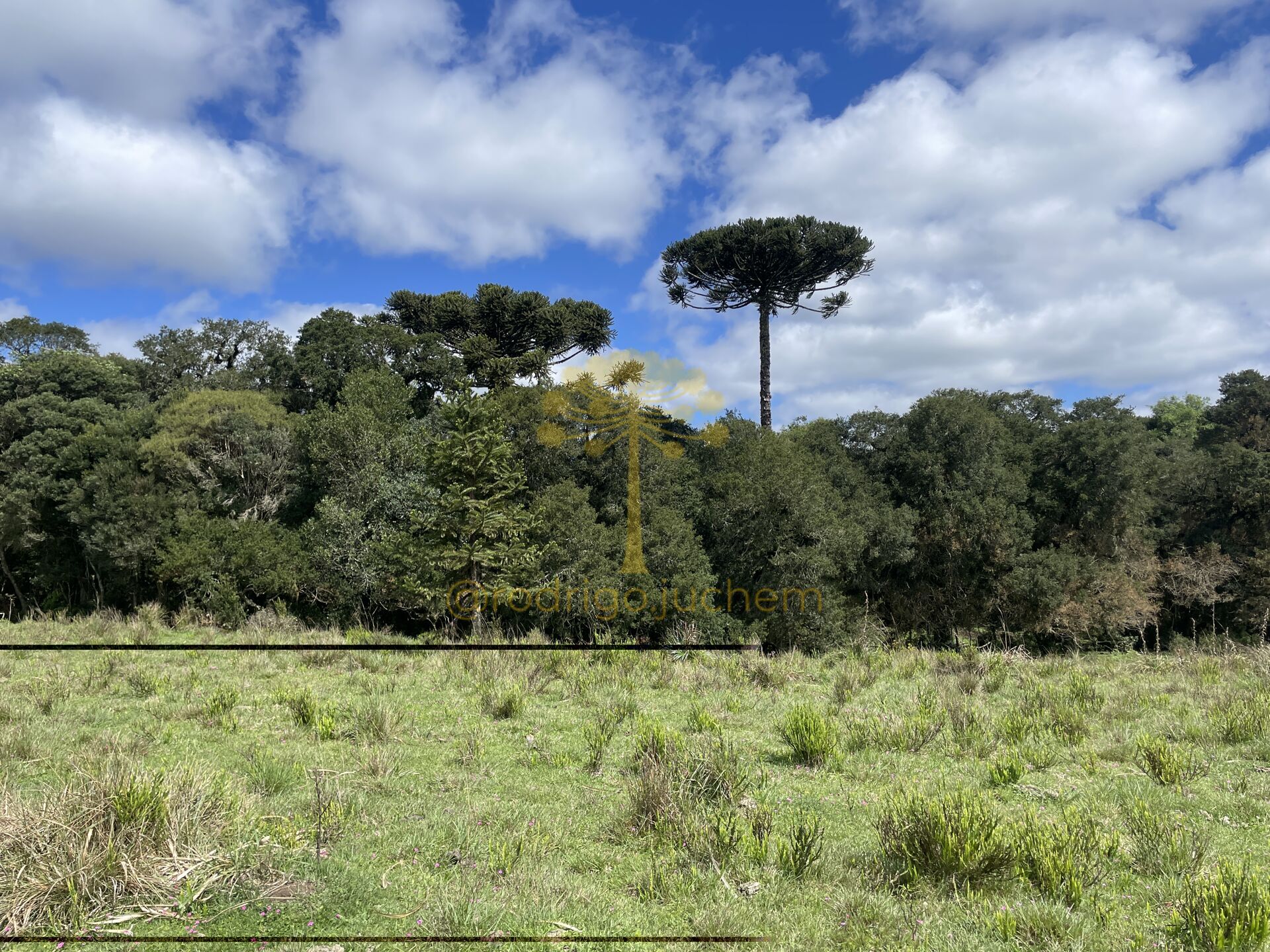 Área de 55 hectares — foto 2