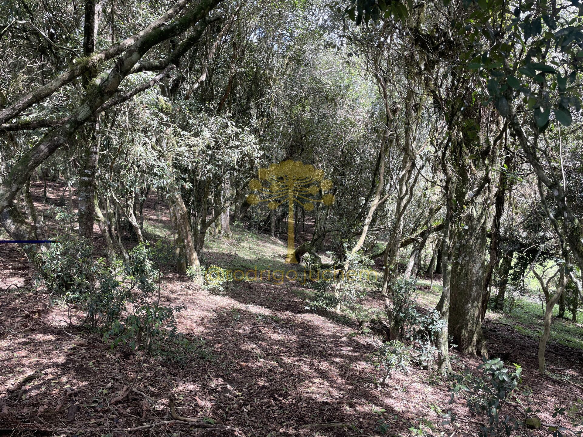Área de 55 hectares — foto 3