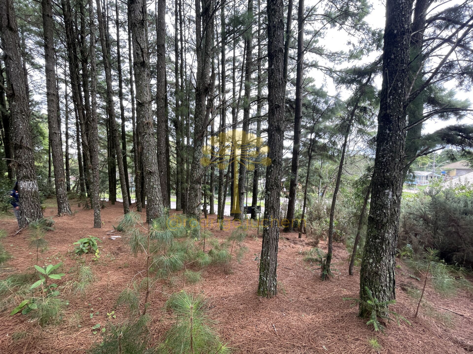 Terreno Lote em São Bernardo, São Francisco de Paula/RS — foto 2