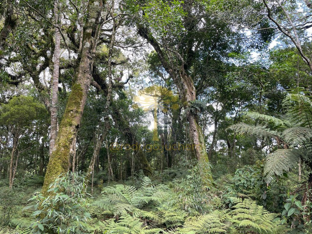 Terreno em Colinas, São Francisco de Paula